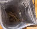 百草味牛肉条五香味50g 肉干肉脯特产肉类小吃即食熟食 新老包装随机发 实拍图