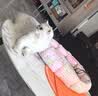 宠物成幼猫湿粮零食鱼油猫条金枪鱼鸡肉三文鱼补水拌饭龟条鼠条 颤栗三文鱼味 6支装（试吃装） 实拍图