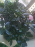 四季开花比利时杜鹃花盆栽室内阳台绿植花卉盆景树桩开花不断 粉色杜鹃 含盆 实拍图