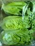 罗马生菜约500g 实拍图