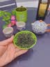 七春2026绿茶信阳毛尖新茶河南特产小罐装冷泡茶品鉴茶叶30g 实拍图