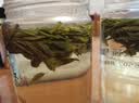 梅府茗家2026新茶叶明前特级龙井绿茶老树春茶自己喝饮200g 实拍图