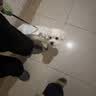 豆柴（docile）鲜肉冻干鸭肉果梨狗粮成犬幼犬全犬种通用粮1.5kg 实拍图