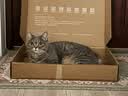 鲜朗低温烘焙猫粮冻干生骨肉天然无谷幼猫成猫全阶段鲜郎换粮试吃试用 冻干主食猫粮鸡肉试吃装 实惠装(12g*5包) 实拍图