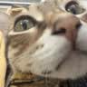 皇家英短成猫粮 BS34 通用粮 12月以上 4.5KG【宠物金选】 实拍图