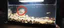 米家小米智能鱼缸 一体整机免装语音遥控半年免换水APP定时喂食水族箱 米家智能鱼缸+鱼缸滤芯【物理+生化】 实拍图