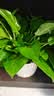京东绿植绿萝盆栽除甲醛花卉绿植办公室新房净化空气180白竖纹4盆源头直 实拍图