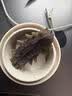 海晏堂大连速发干海参88g30只辽刺参含盐≤12%滋补干货自用礼盒海鲜 实拍图