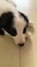 新宠之康宠物狗狗猫咪羊奶粉400g成幼奶猫奶狗泰迪金毛全阶段怀孕成长营养 实拍图