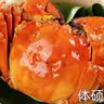 【活蟹】湖鲜阳澄 大闸蟹 去绳足重 全母蟹3.3-3.6两 8只 鲜活超大螃蟹生鲜海鲜礼盒装 实拍图