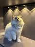 LEGENDSANDY蓝氏猎鸟乳鸽生骨肉冻干猫粮 全价成猫幼猫猫粮1.5kg 实拍图
