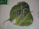 一叶子天才面膜保湿提亮救急舒缓紧致熬夜面膜盒装50片礼物送女友 实拍图