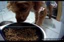 小佩宠物AI智能自动喂食器可视版2 定时定量 猫脸识别(支持鸿蒙智联) 实拍图