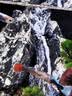 疯狂水草孔雀鱼活体水族宠物观赏鱼冷水耐活小型热带鱼淡水鱼苗 【3CM左右】精品孔雀鱼A 共8条 实拍图