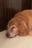 皇家狗粮老年成犬狗粮犬粮宠物大型犬SGR26全价犬粮≥5岁15KG 实拍图