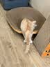 【京东快递】猫抓板磨爪圆形椭圆形瓦楞纸抓盆大号耐抓磨玩睡一体 一夜暴富椭圆63cm 送猫咪必备猫薄荷 实拍图