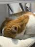 麦富迪猫粮 超肉粒冻干双拼成猫粮美毛护肠胃 三文鱼2kg 实拍图