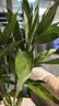 花翁富贵竹水培绿植招财转运室内客厅水养花卉盆栽植物文昌竹源头直发 实拍图