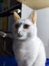 MamyPets猫零食冻干鸡肉羊奶棒幼猫成猫营养奶酪棒宠物磨牙棒猫咪零食50g 实拍图