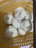 三全嵊州老面鲜肉小笼包子风味1000g约40个食品儿童早餐速冻半成品 实拍图