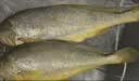 海名威 冷冻黄花鱼700g/2条装 宁德大黄鱼 海鱼 生鲜鱼类 海鲜水产 实拍图