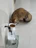 皇家猫粮 幼猫猫粮 幼猫奶糕 K36 通用粮 4-12月 2KG 实拍图
