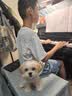 皇家狗粮 幼犬狗粮 宠物 小型犬 MIJ31 全价犬粮 2-10月 2KG 实拍图