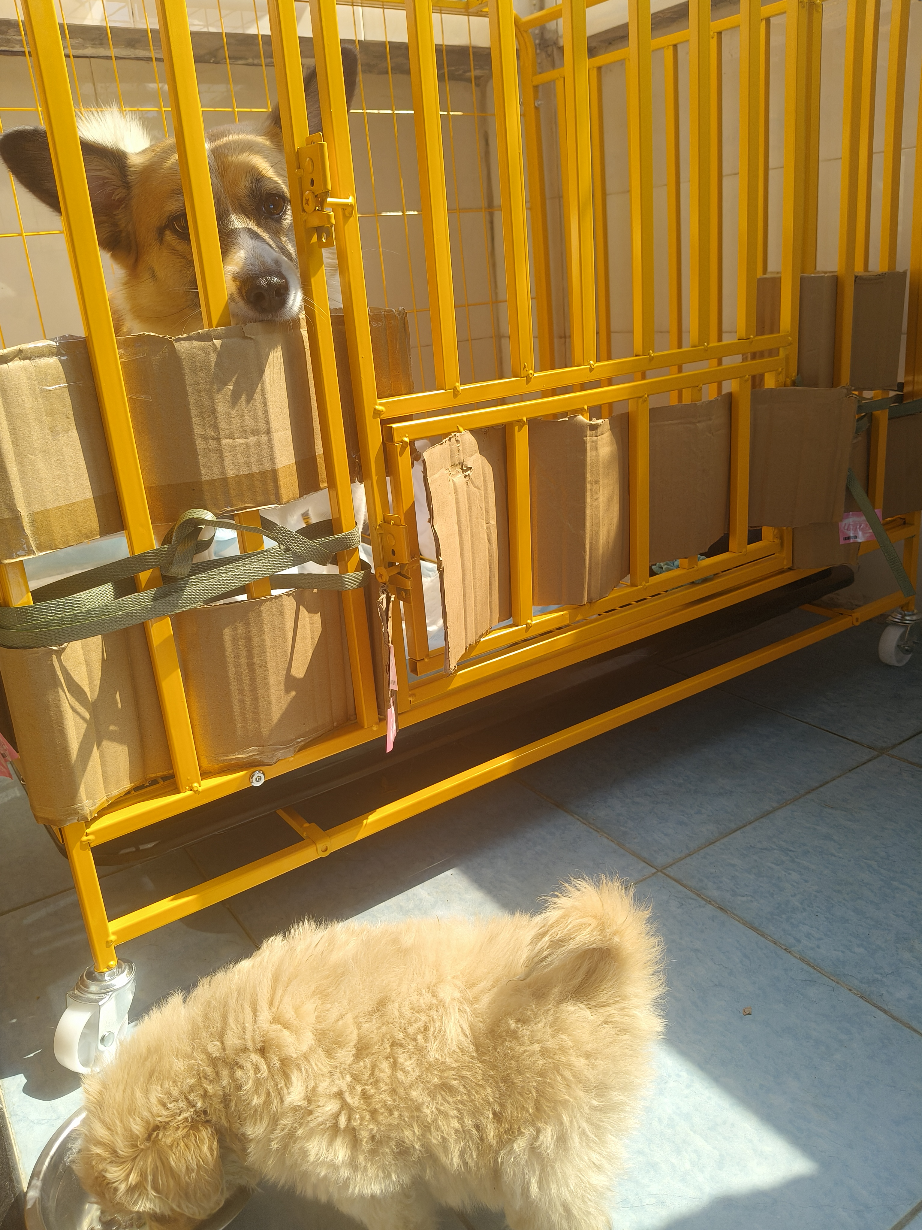 梵昇昱狗笼子中小型大型犬家用围栏狗笼室内分离带厕所猫咪兔子大型猫窝 三面加粗方管【黄色】 95*65*85cm（建议40斤内狗狗） 实拍图