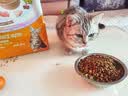 网易严选全价猫粮4.0成幼猫三文鱼亮毛养胃深海鱼虾1.8kg*6袋【宠物金选】 实拍图
