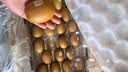 佳沛（zespri）新西兰金奇异果22粒巨大原箱146-175g猕猴桃水果礼盒 实拍图