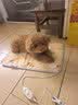 HELLOJOY宠物电热毯防水恒温加热垫狗窝猫窝专用冬天窝猫咪狗狗保暖电褥子 实拍图