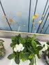 花行榜绿萝发财树水培绿植室内办公室幼儿园桌面盆栽除醛小花卉源头直发 实拍图