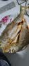 三都港 冷冻三去黄花鱼2斤/3条装 新鲜大黄鱼 深海鱼 生鲜鱼类 海鲜水产 实拍图