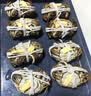 【活蟹】湖鲜阳澄 大闸蟹 去绳足重 全母蟹2.3-2.6两 8只 鲜活超大螃蟹海鲜水产礼盒装 实拍图