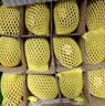 佳沛（zespri）新西兰金奇异果12粒特大果124-146g猕猴桃水果礼盒 实拍图