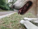 宝路狗磨牙棒狗零食 洁齿棒成犬狗狗通用犬金毛泰迪柯基 75g*3包 实拍图