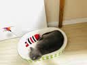 伟嘉成猫猫粮3.6kg海洋鱼味布偶夹心粮【原料透明】 实拍图