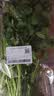 【火锅季】带根香菜100g 实拍图