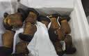 【空运】新鲜黑牛肝菌云南高端菌菇特级美味食用菌菇蔬菜煲汤生鲜 黑牛肝菌1斤装净重 实拍图