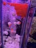 森森鱼缸氧气泵增氧机家用养鱼打氧机养鱼小型YQT-120 8W 裸泵 实拍图