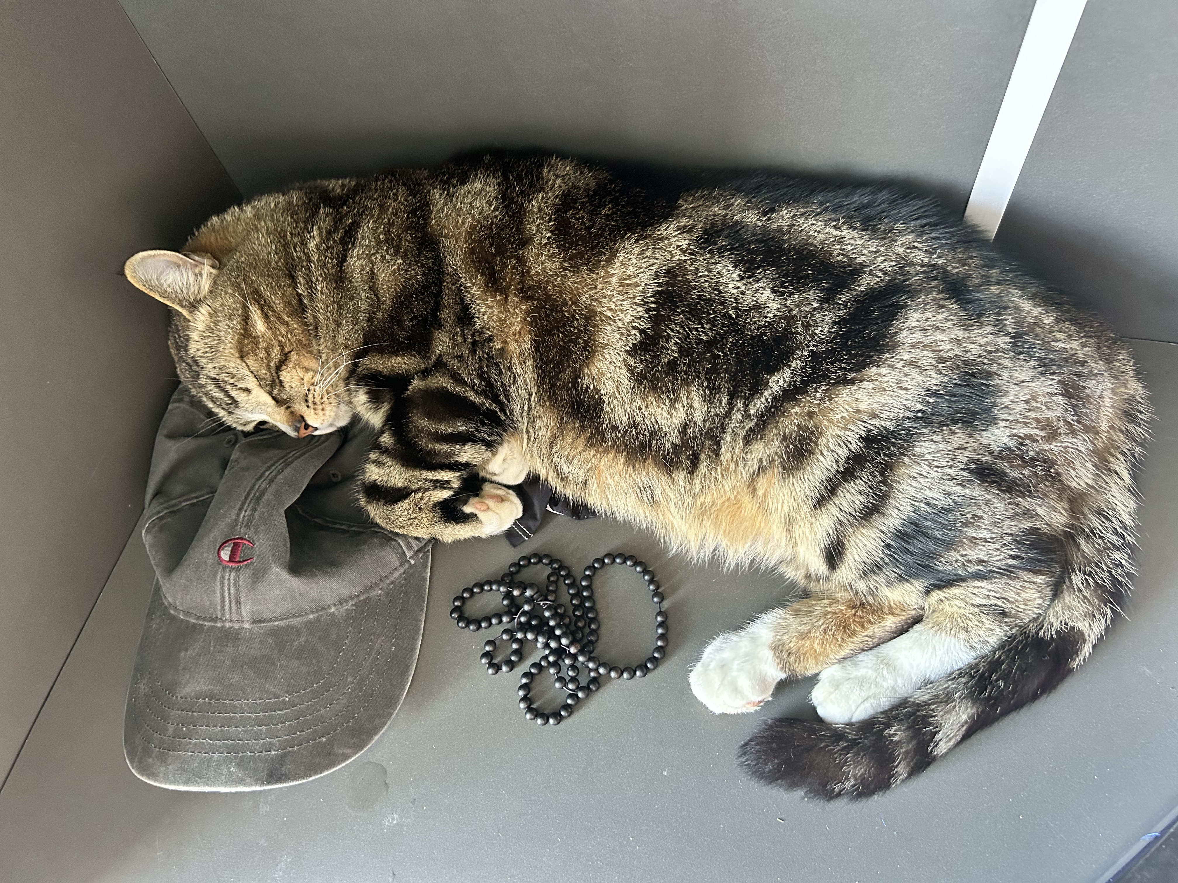 狼孩儿猫粮10斤装成猫幼猫全价主粮英短增肥发腮全阶段通用型天然粮5kg 实拍图