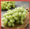 京鲜生【错过等1年】新疆无核白葡萄3.5-4斤 轻微掉粒介意慎拍 生鲜水果 实拍图