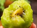 佳沛（zespri）新西兰金奇异果22粒巨大原箱146-175g猕猴桃水果礼盒 实拍图