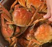 【活蟹】蟹宗现货鲜活大闸蟹全母3.0-3.3两8只生鲜螃蟹海鲜水产节日礼品礼盒源头直发 实拍图