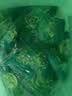 立白洗衣凝珠 除菌除螨抑菌洁净40颗 单腔 浓缩洗衣液 速溶快洗 实拍图