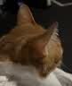 凯锐思猫粮全价无谷鲜鸡肉猫粮高蛋白单一肉源低敏肠胃成猫粮4斤 实拍图