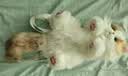 麦扣羊仿真小猫咪玩偶背包玩具公仔七夕情人节送女友生日儿童礼物 实拍图