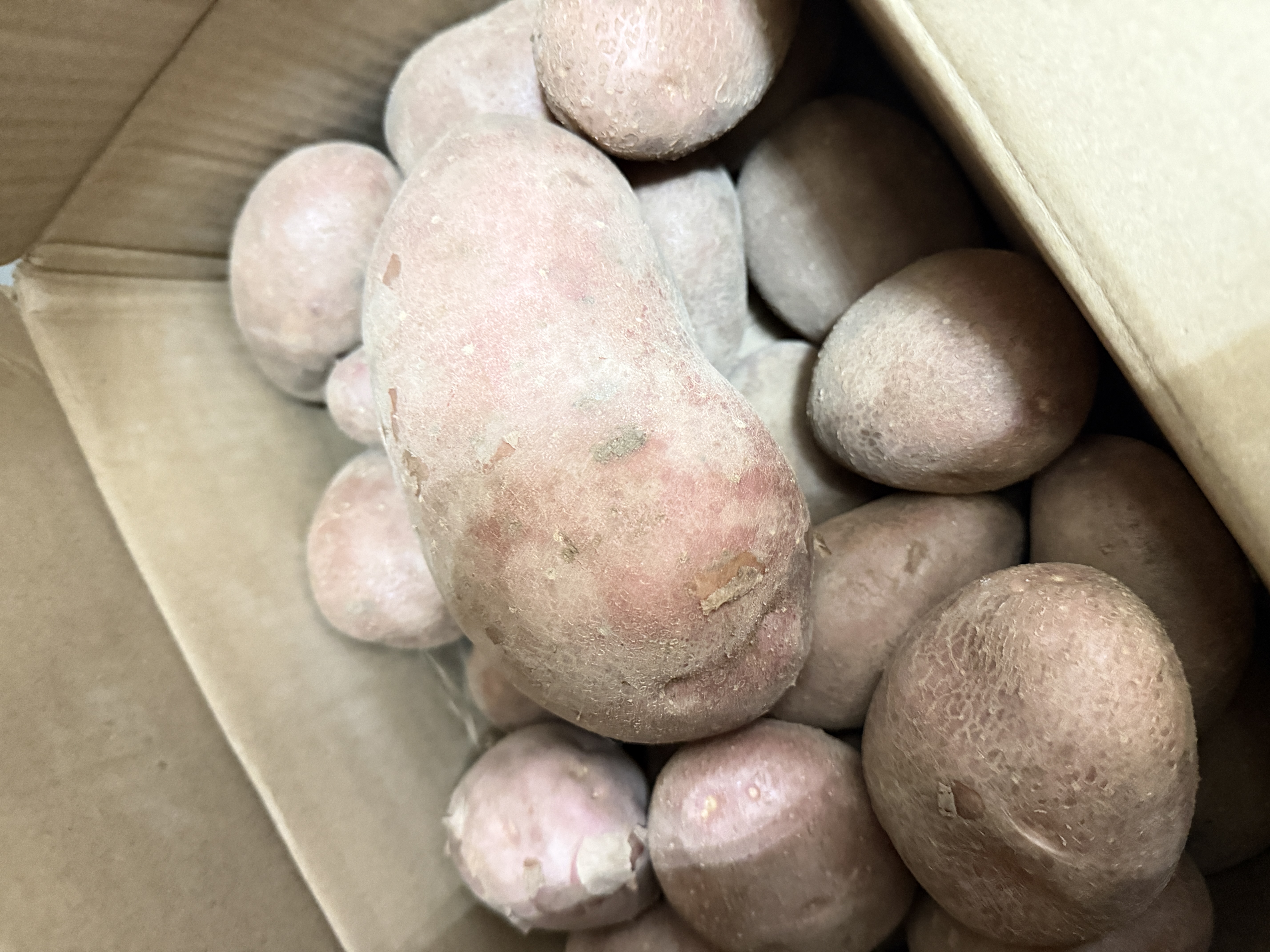 河北红皮大土豆新鲜黄心土豆现挖洋芋地蛋马铃薯粉面火锅批发 红皮土豆大果 9斤净重 【单果150g+】 实拍图