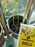 史丹利缓释肥营养棒24g 花肥家用盆栽通用养花复合氮磷钾花卉型多肉 实拍图