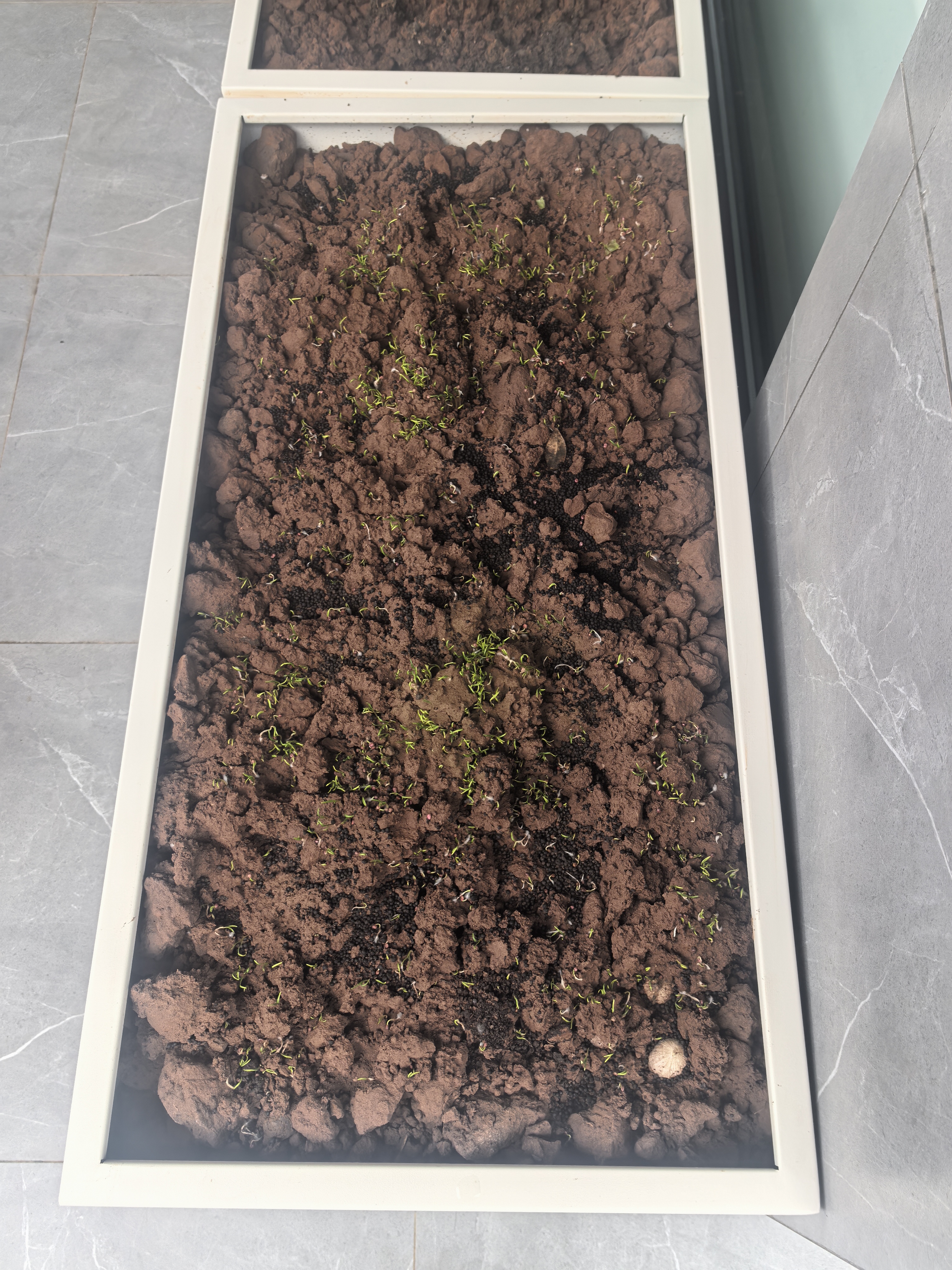 ldeal理想农业 速生奶油快菜种子小白菜青菜种籽阳台种植四季蔬菜种子 实拍图